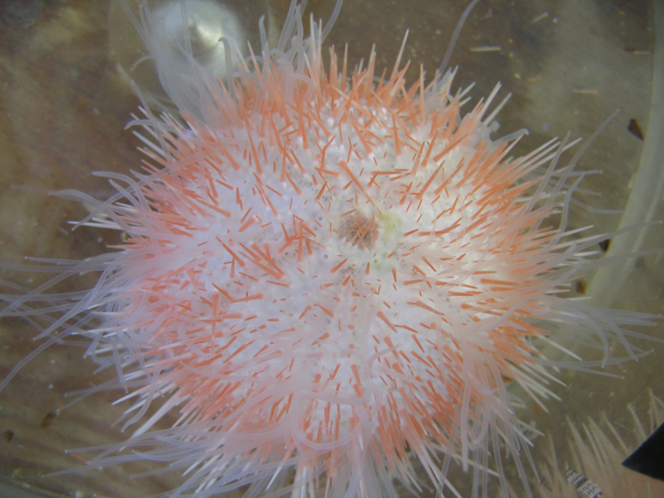 A beautiful sea urchin