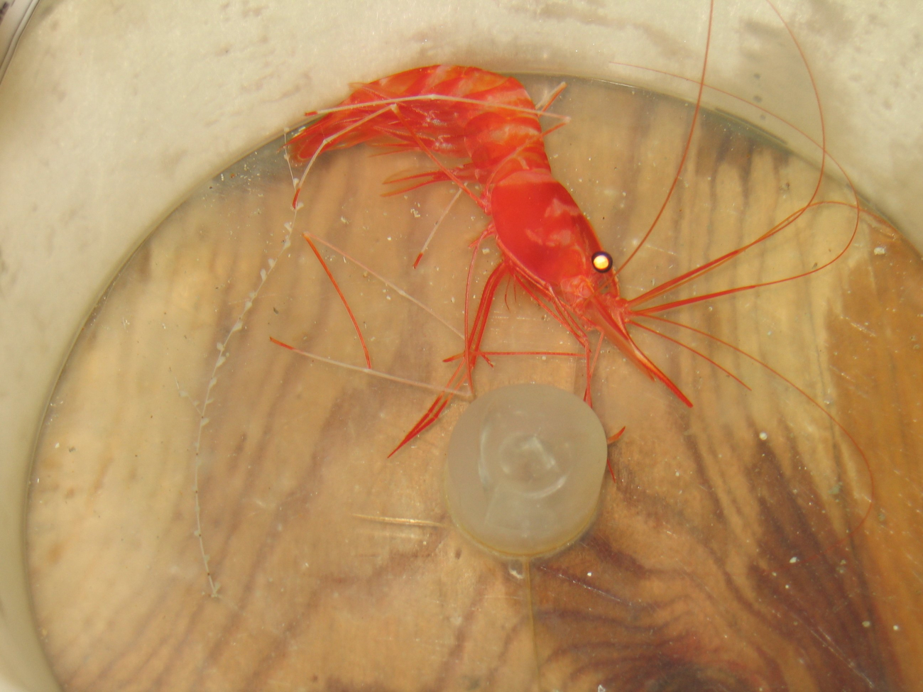 A bright red deep sea shrimp