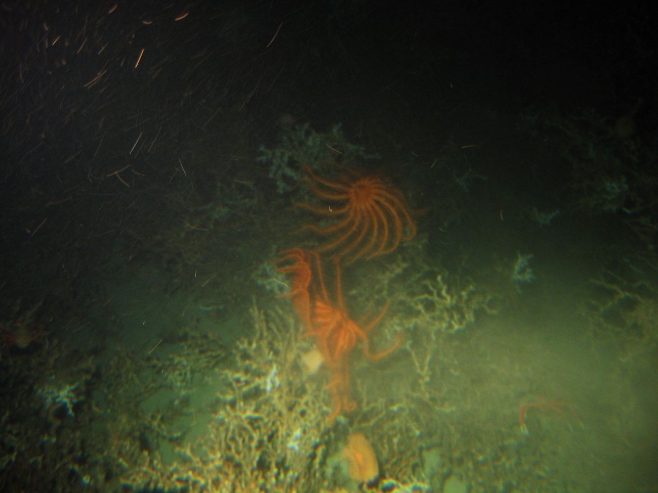 Brisingid sea-stars (Novodinia antillensis) are large invertebrates that areoften found perched high on lophelia coral bushes