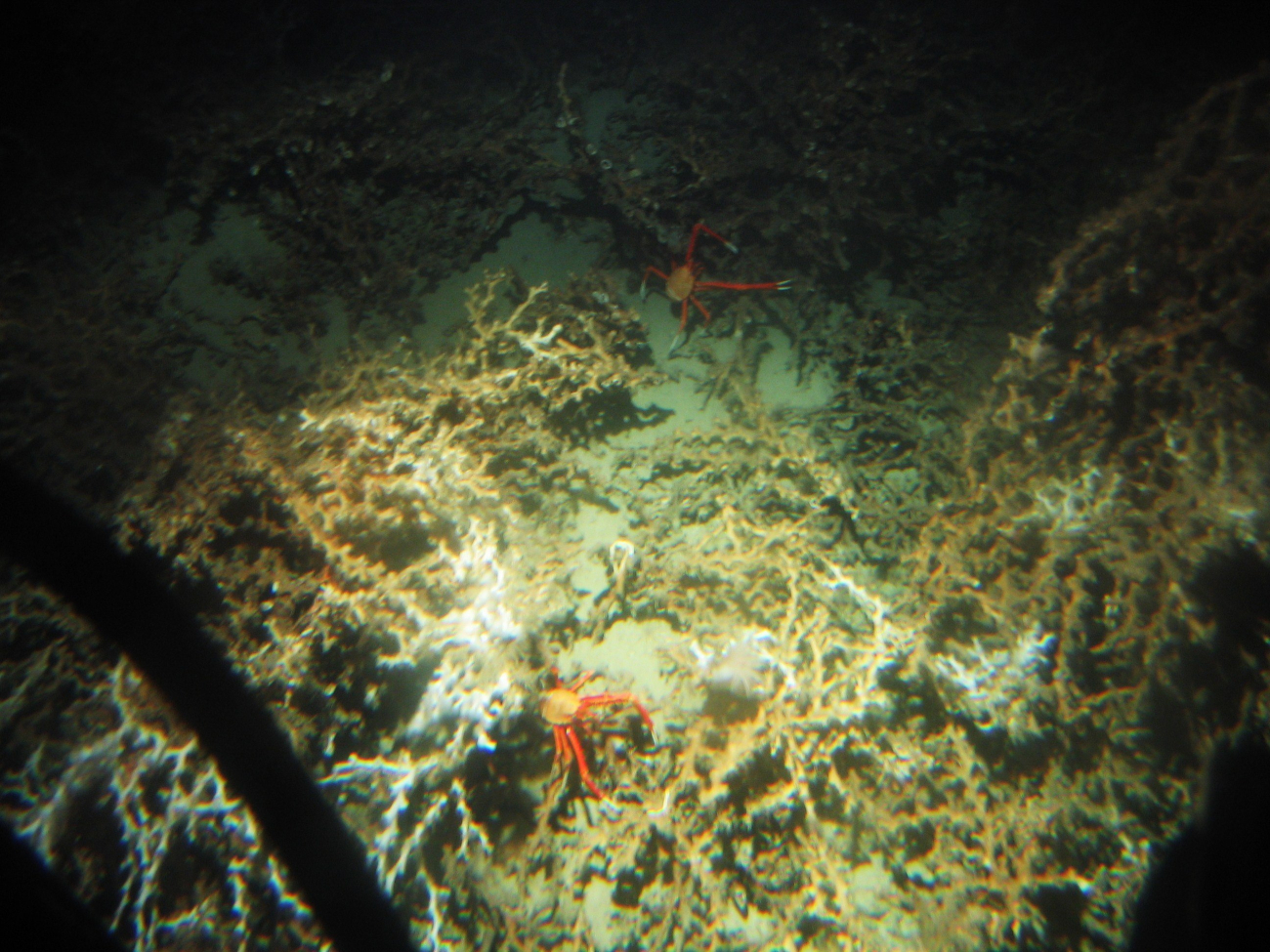 Lophelia coral with Galatheid crabs