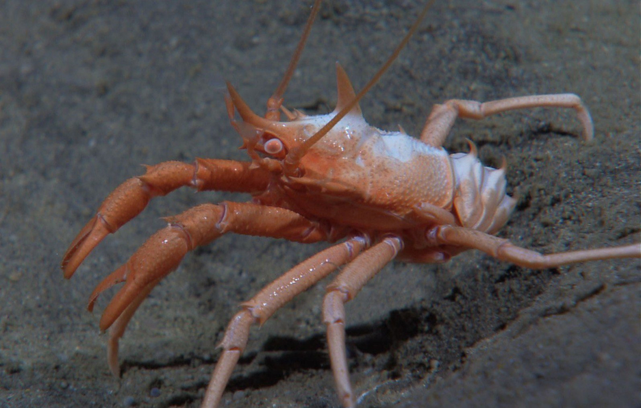 A galatheid crab ready to battle the Little Hercules ROV