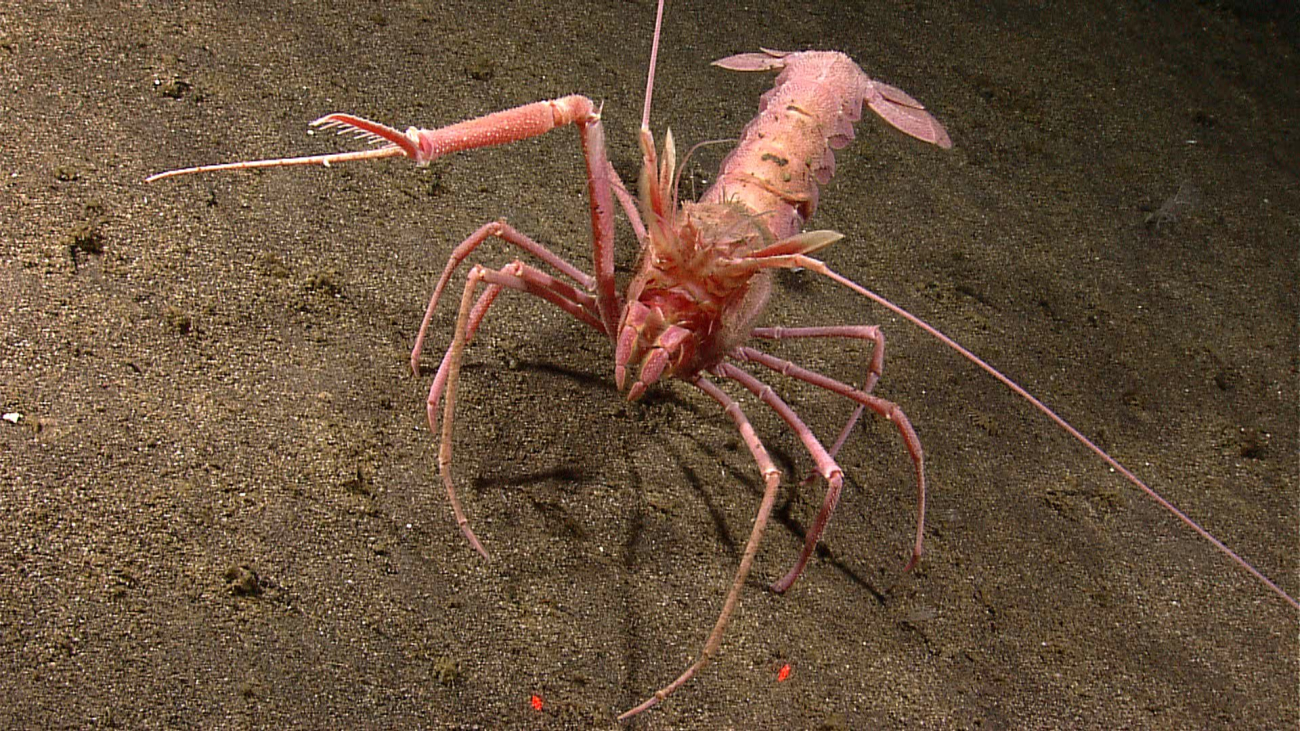 1/3 lobster, 1/3 crab, 1/3 alien 