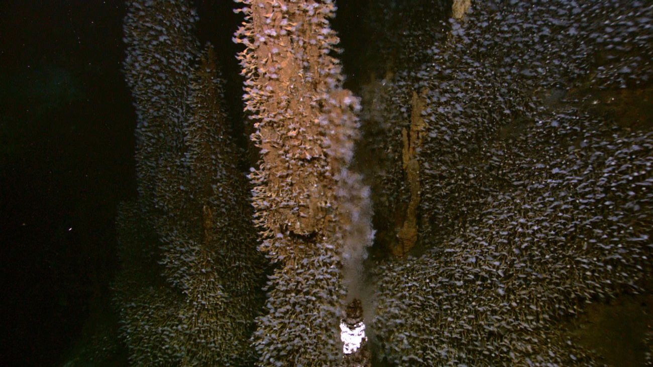 A vent spewing hydrothermal fluids in the foreground with barnacles coveringsulphide chimneys behind