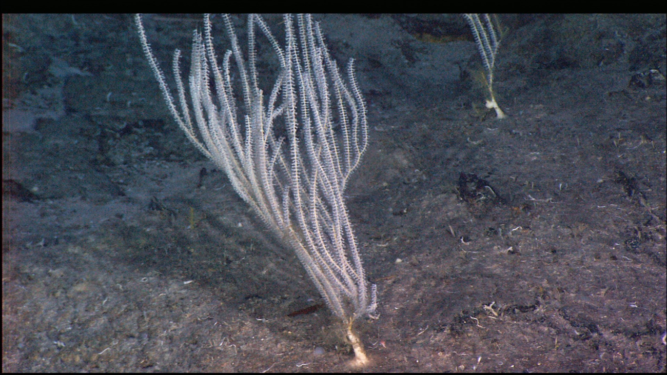 White deep sea corals