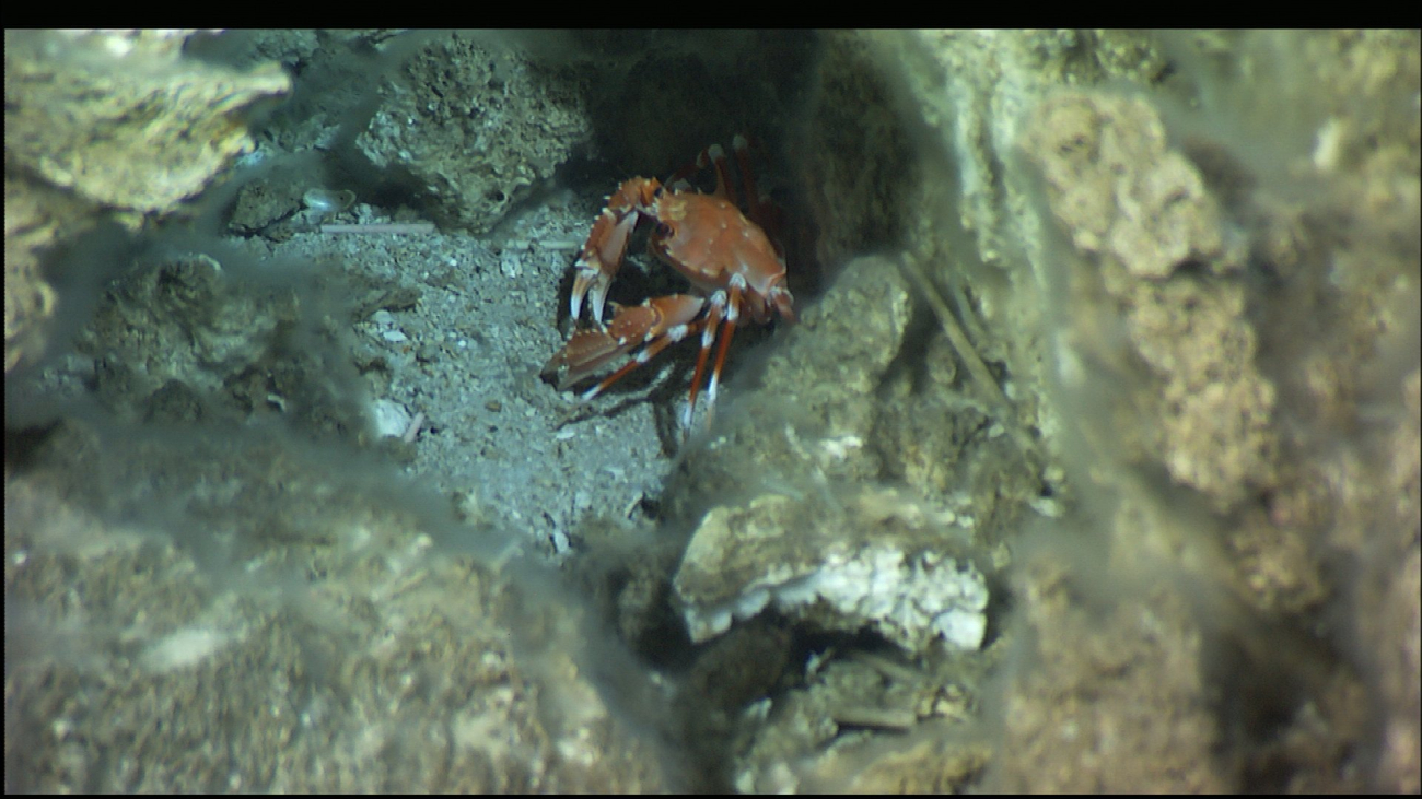A beautifully marked red and white crab uses the carbonate debris at thebase of a Lost City spire as shelter and protection