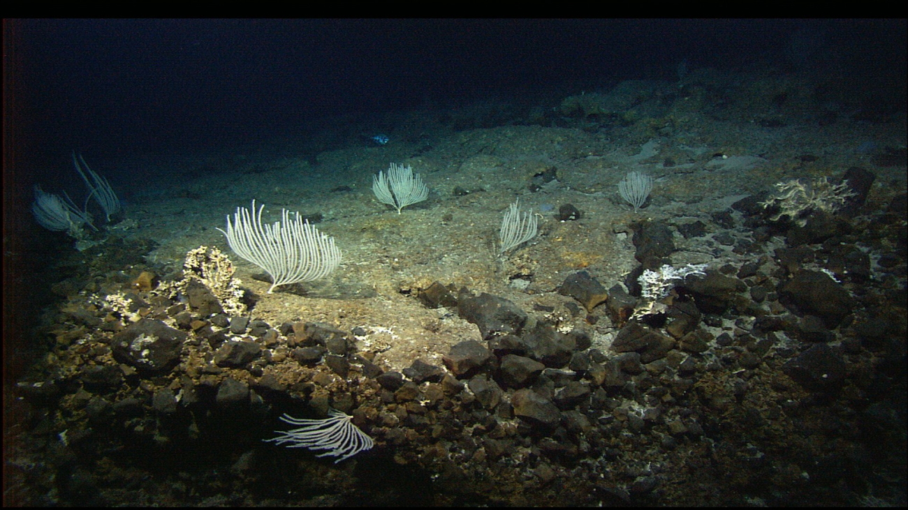 Graceful white corals reminiscent of candelabras on the seafloor of AtlantisMassif