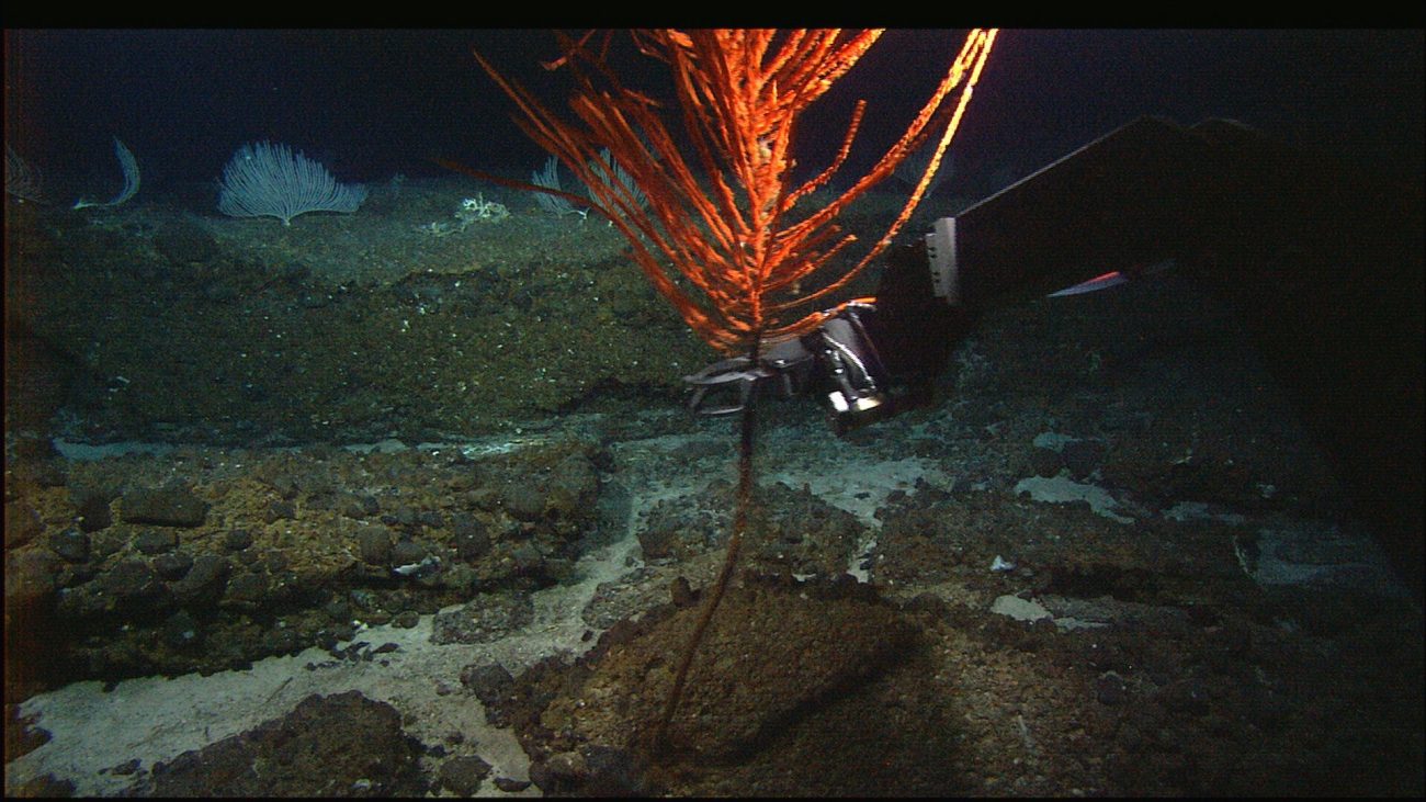 The manipulator arm of the Hercules ROV capturing a red  antipathariancoral
