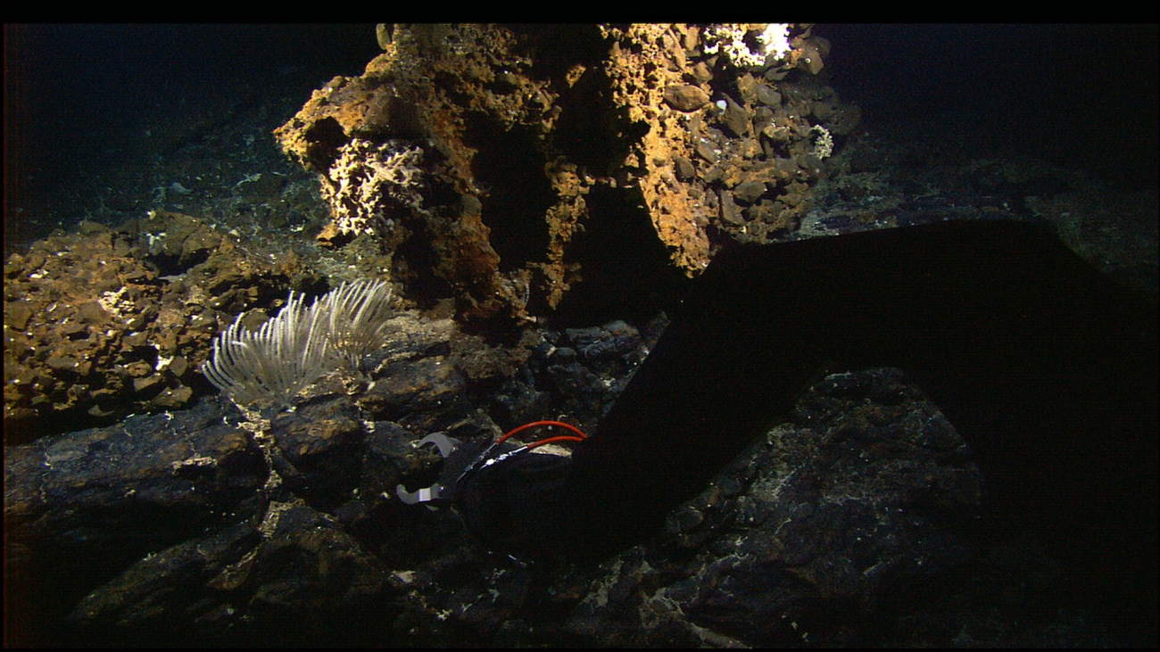 The manipulator arm of the Hercules ROV sampling a rock in anarea of iron-stained hydrothermal alteration on the Atlantis Massif
