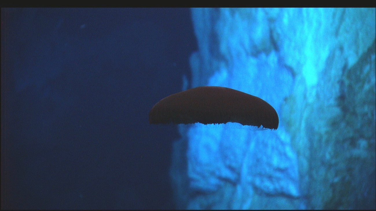 Hercules captured this image of a deep-sea jelly fish, possibly Poraliarufescens, undulating several meters above the seafloor just south of the IMAXvent at Lost City