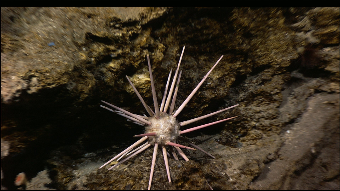 A closeup of the large pencil urchin seen in image expl2258