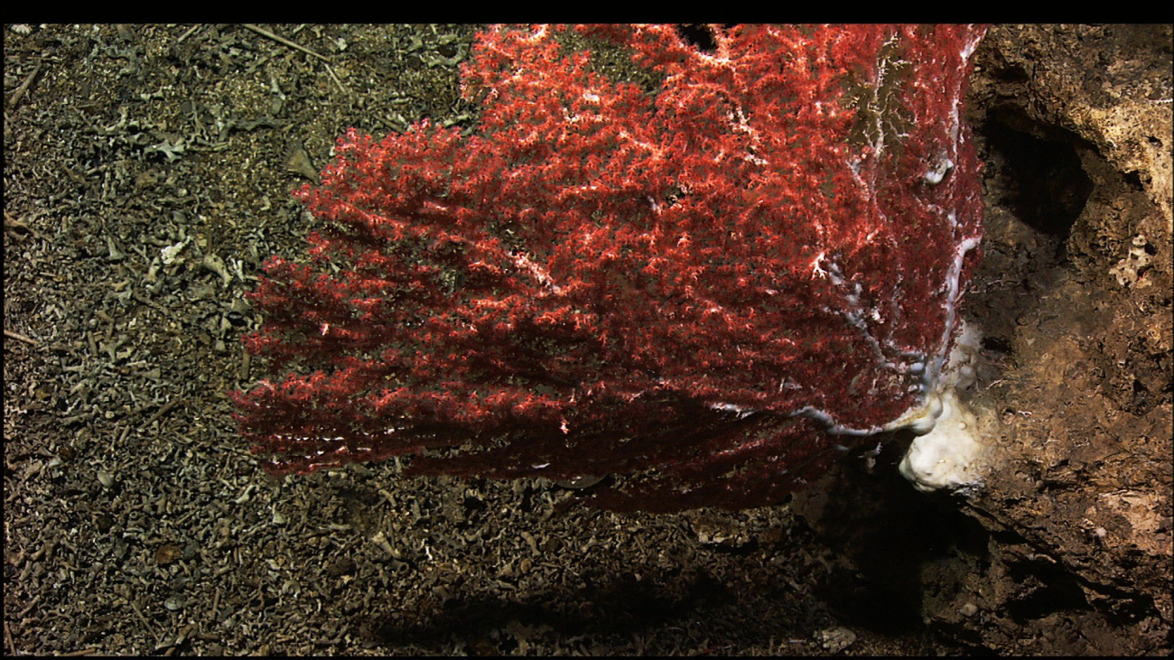 Red polyps of an octocoral having a white exoskeleton