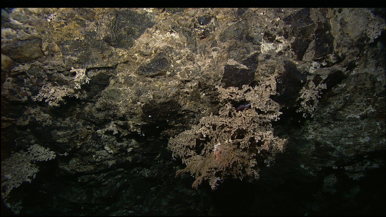 Whitish-gray corals blending in with the underlying rock