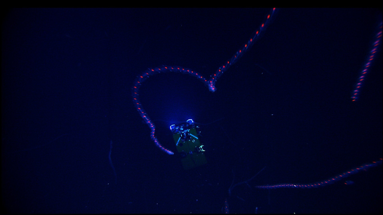Ghost-like bioluminescent siphonophores drift far above the Hercules ROV