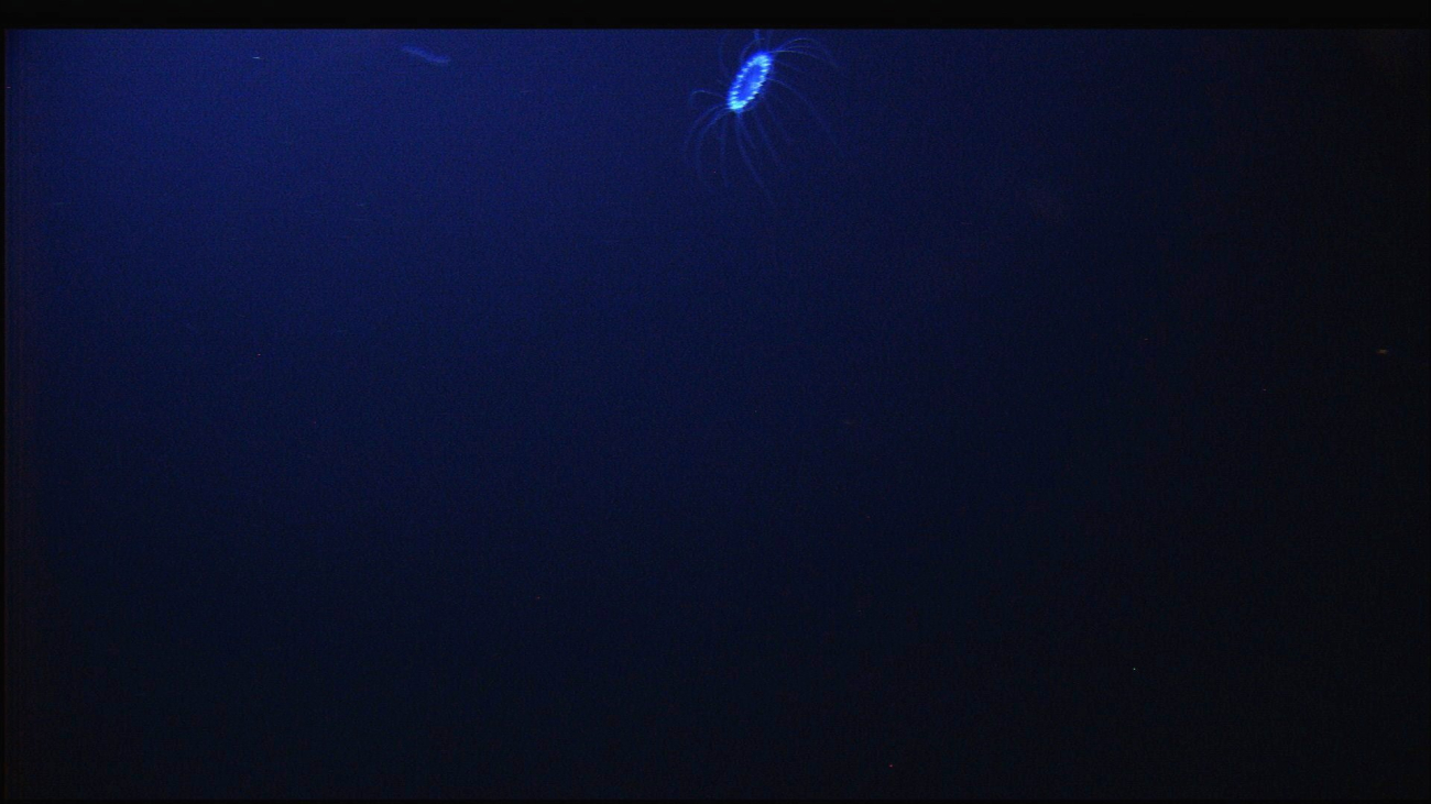 A lone bioluminescent jellyfish seen in the inky blackness of the abyss