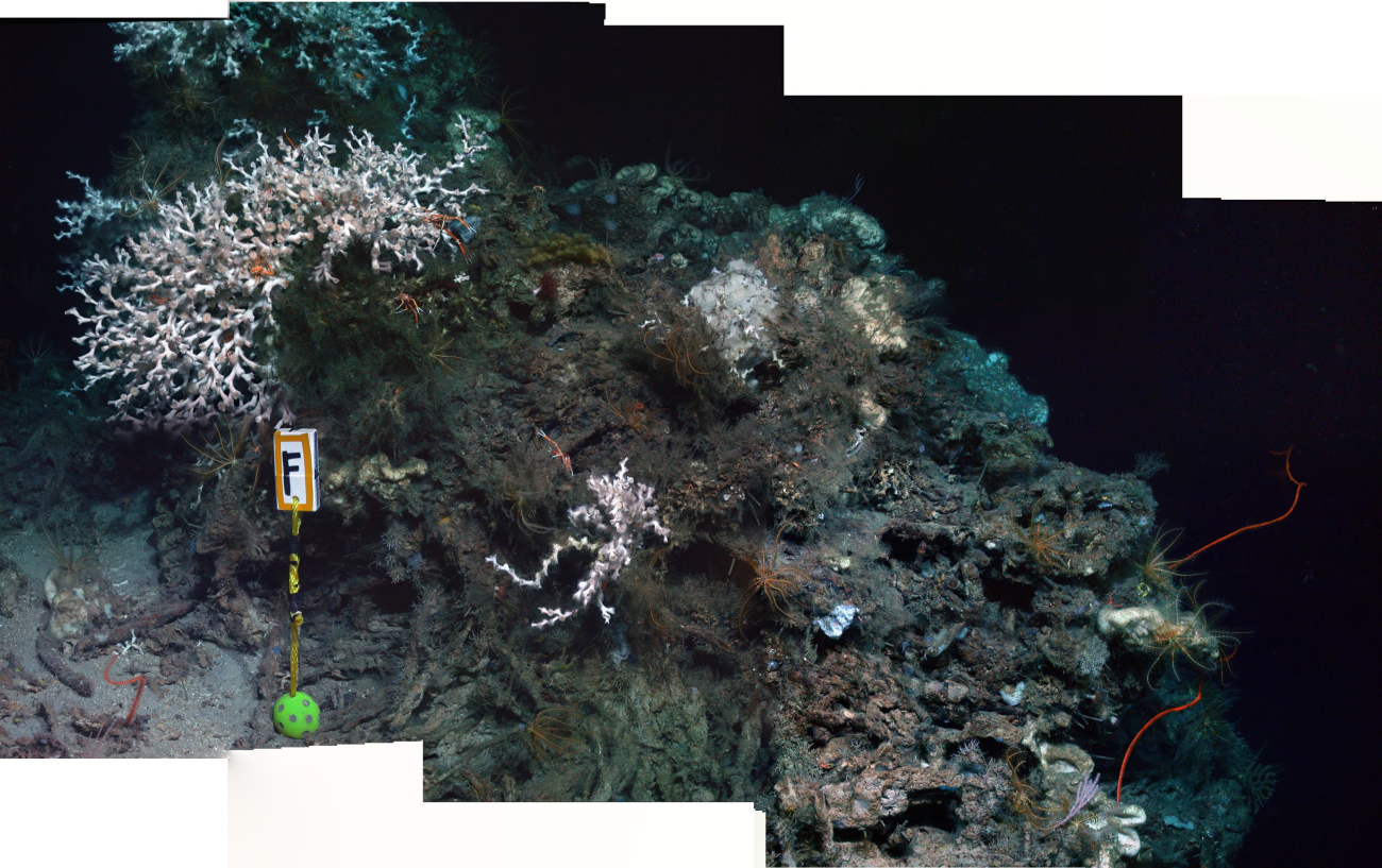 A forward looking mosaic of the coral community at Marker F at 550mdepth, including colonies of the white scleractinian coral Lophelia pertusa,whip corals and abundant crinoids and squat lobsters