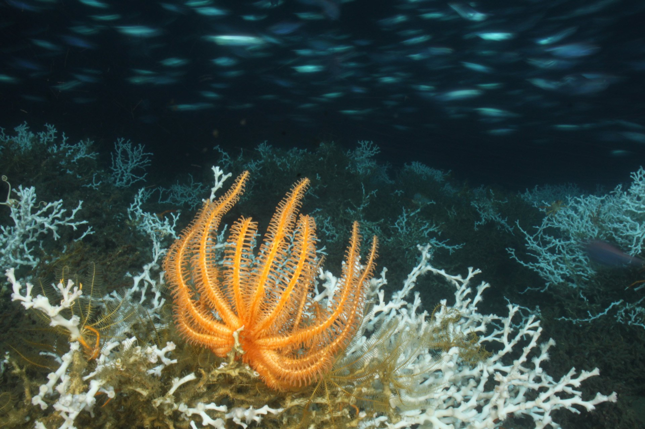 An orange brisingid basket star on the large Lophelia pertusa reef at 450mdepth in Viosca Knoll 826