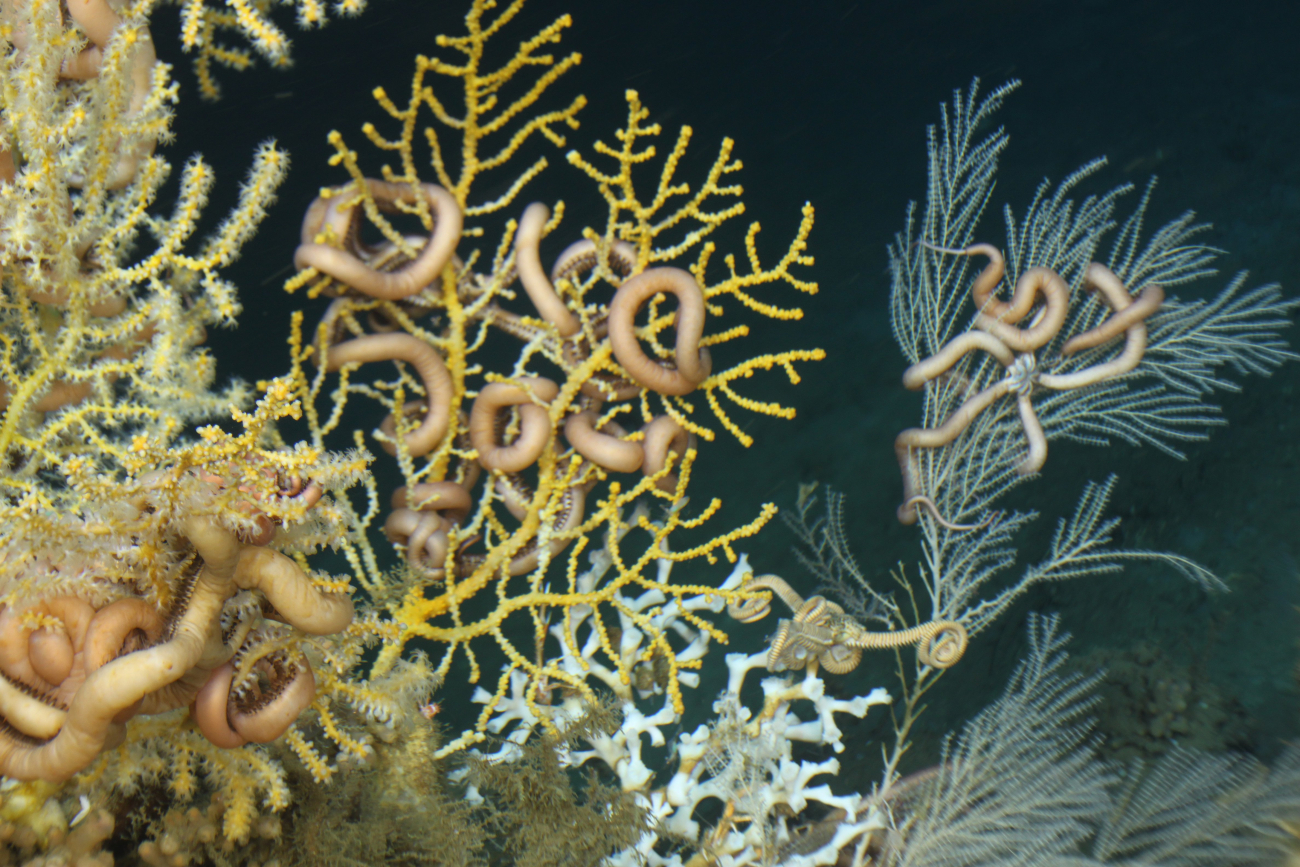 Ophiuroids on Lophelia pertusa, Callogorgia americana, and othergorgonians at Roberts Reef