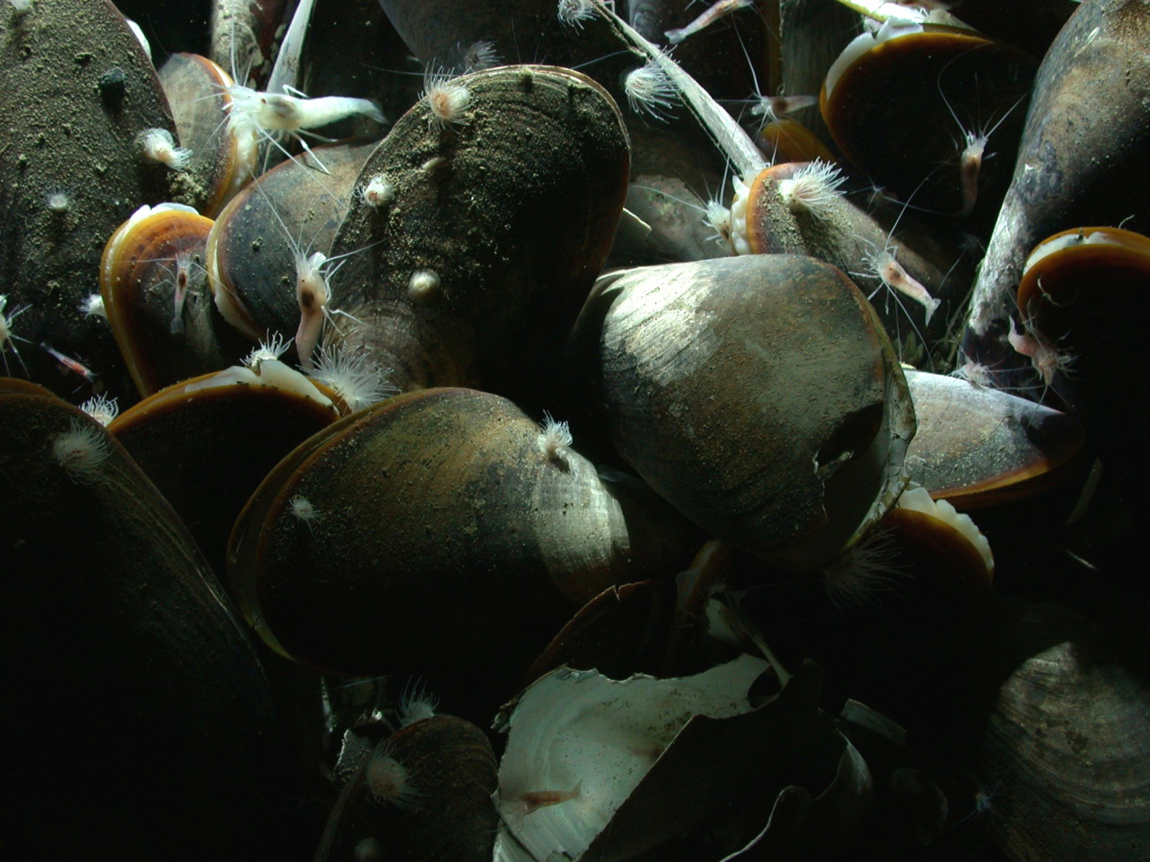 A cold seep community of mussels, white shrimp, and small whiteanemones