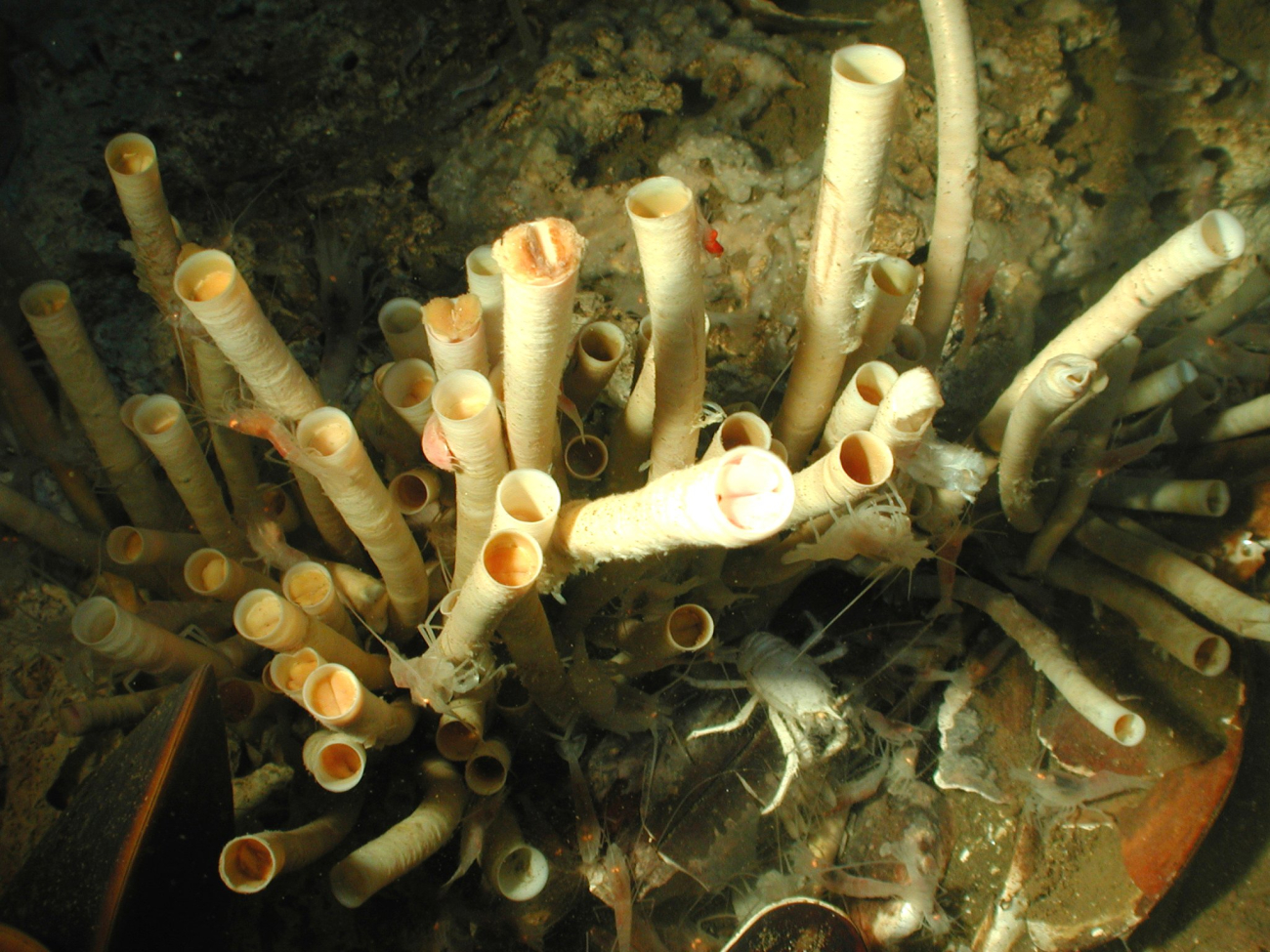 A cold seep community of tube worms, squat lobster, white shrimp, andmussel shells
