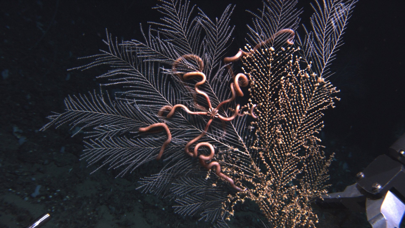The gorgonian sea fan Callogorgia americana and symbiotic brittle stars