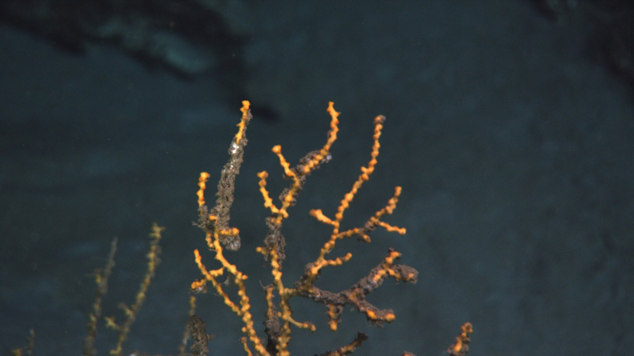 A closeup of the upper portion of a yellow octocoral with parts of the branches, with tissues and polyps present, covered with a brown flocculent material