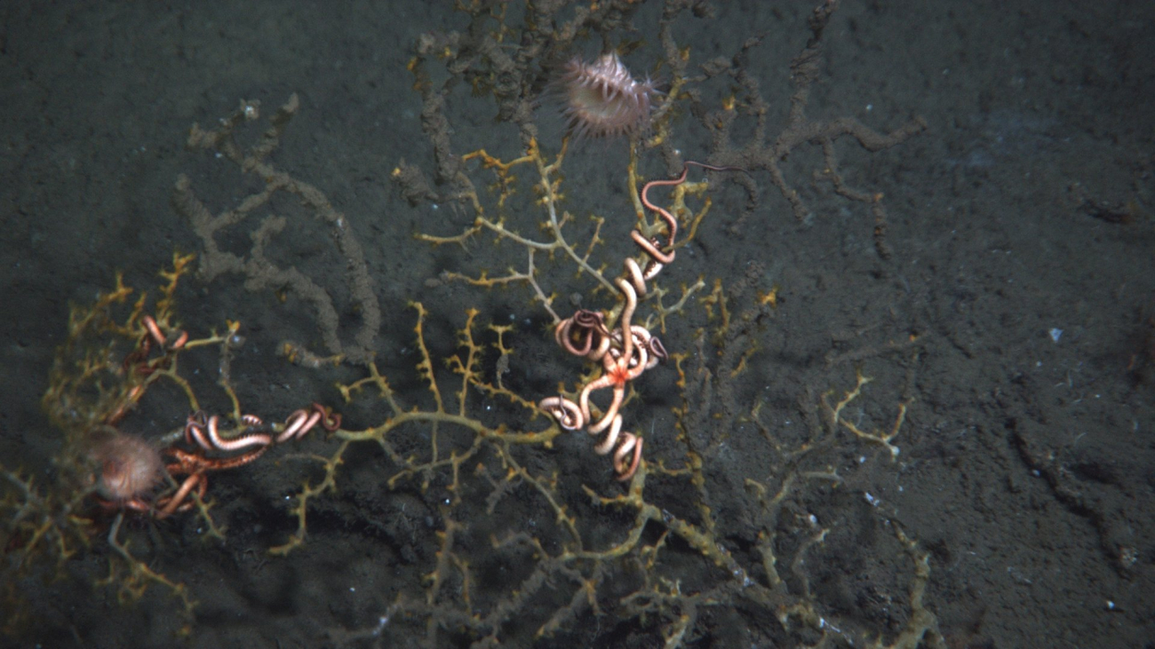 A potentially dying coral colony with two attached brittle stars and twoanemones