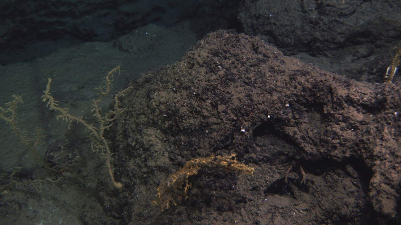 Three corals near the center of the site