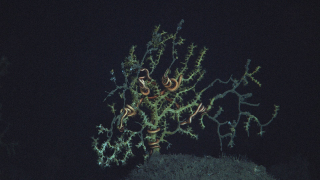 A coral atop one of the highest points within the site showing still livingcoral tissue mostly encompassed by a brittle seastar with other branches lacking tissue and feeding polyps covered with brown flocculent material