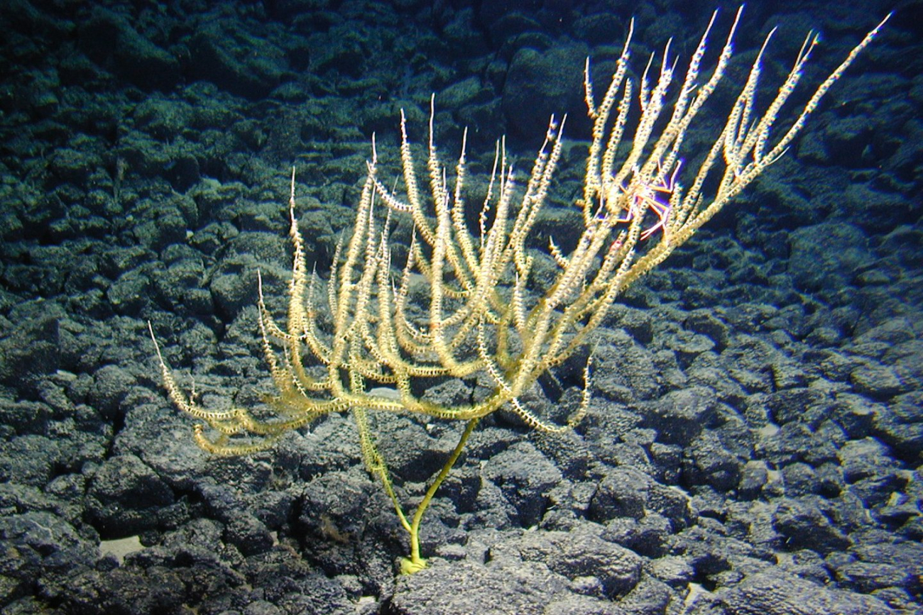 A five-foot tall yellow bamboo coral discovered in 4,787 feet of water