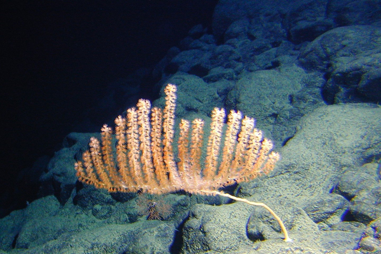 This orange bamboo coral is between four and five feet tall and was found5,475 feet below the surface