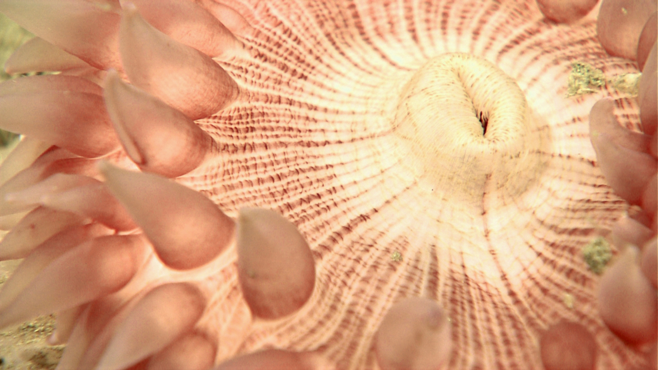 Closeup of mouth orifice of anemone