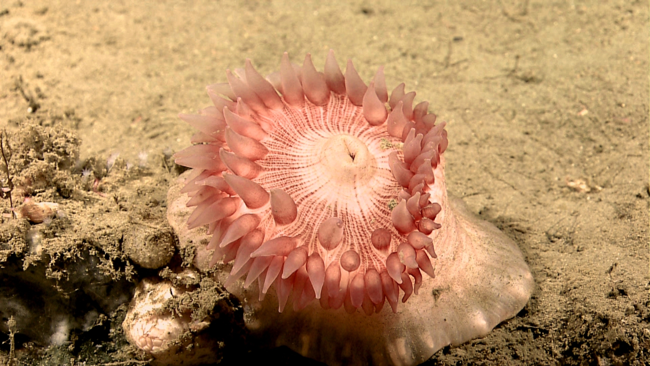 Large pinkish sea anemone on mud and sand substrate