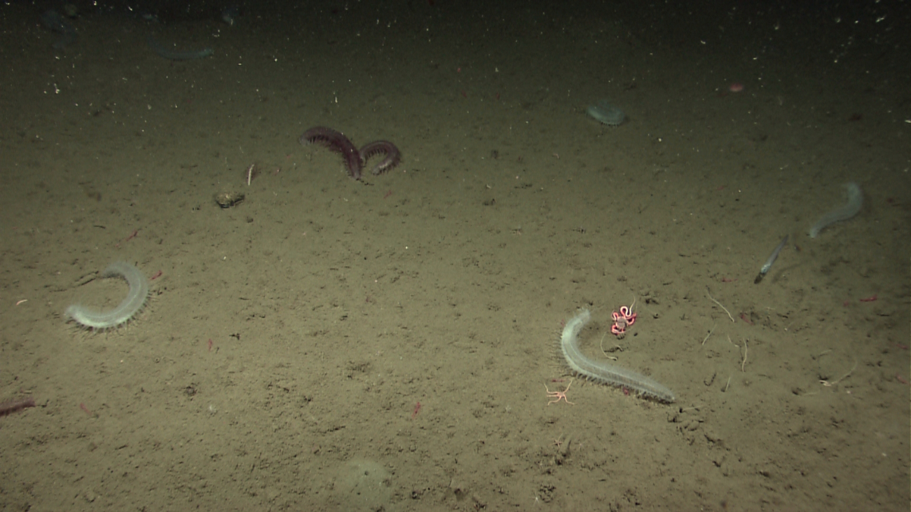 Holothurians, brittle stars, small tube worms, and at least one rattail fish