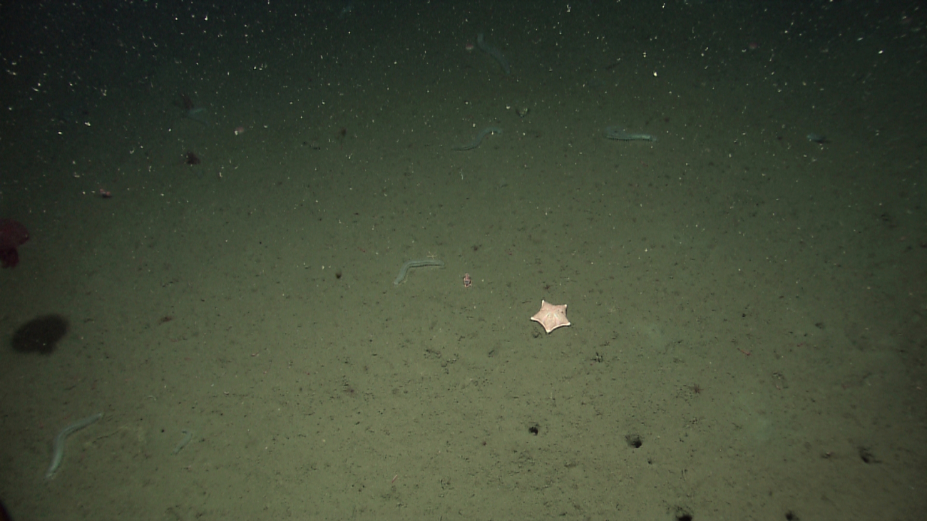 Holothurians, a large starfish and numerous burrows