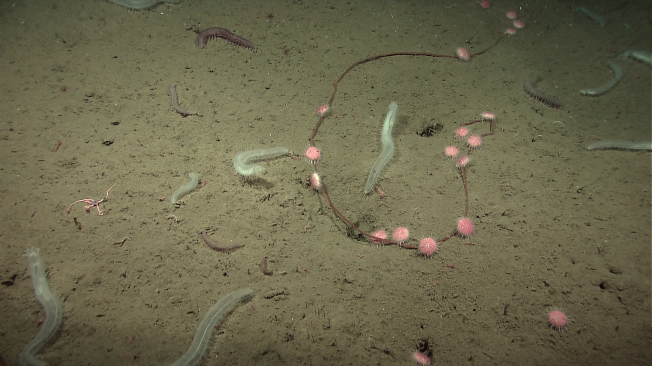 Sea urchins adhering to broken cable (perhaps remnant of an oceanographicequipment failure), large translucent white holothurians and smaller pinkishred holothurians, and one large brittle star