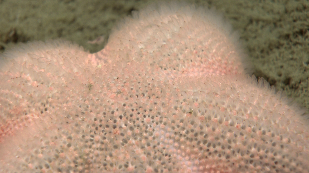 Closeup of surface of fuzzy orange starfish
