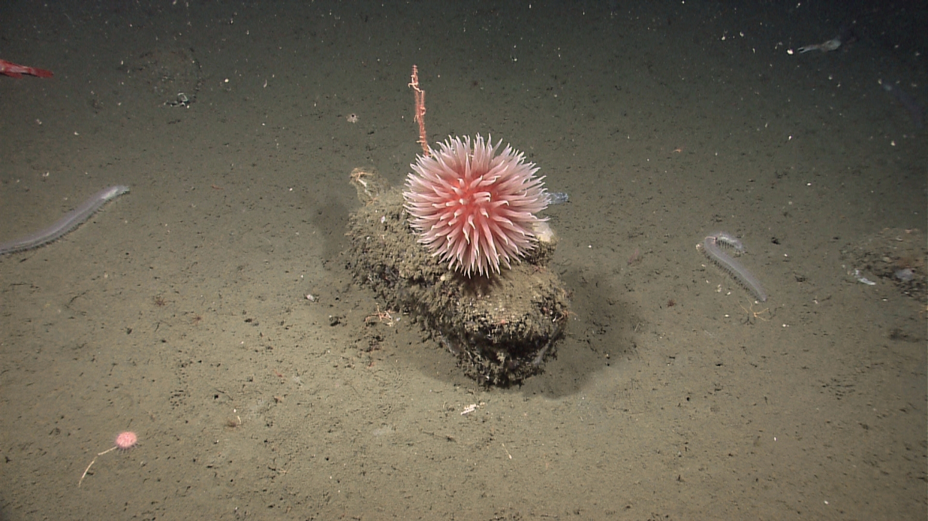 A pompom anemone on a rock, numerous holothurians, an urchin and a smallbamboo coral