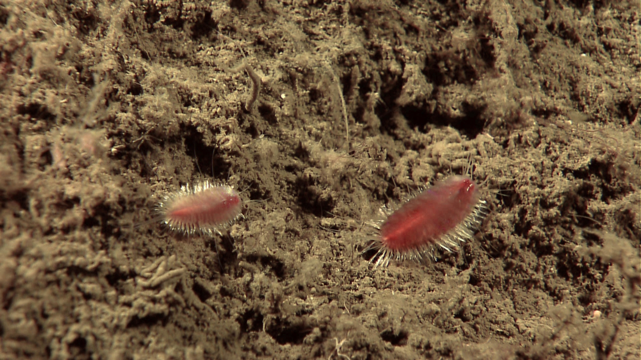 Red bristle worms