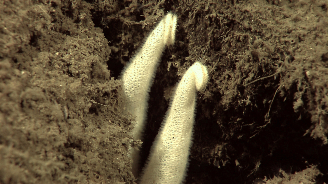 Arms of white starfish extending out from excavted hole in sediment