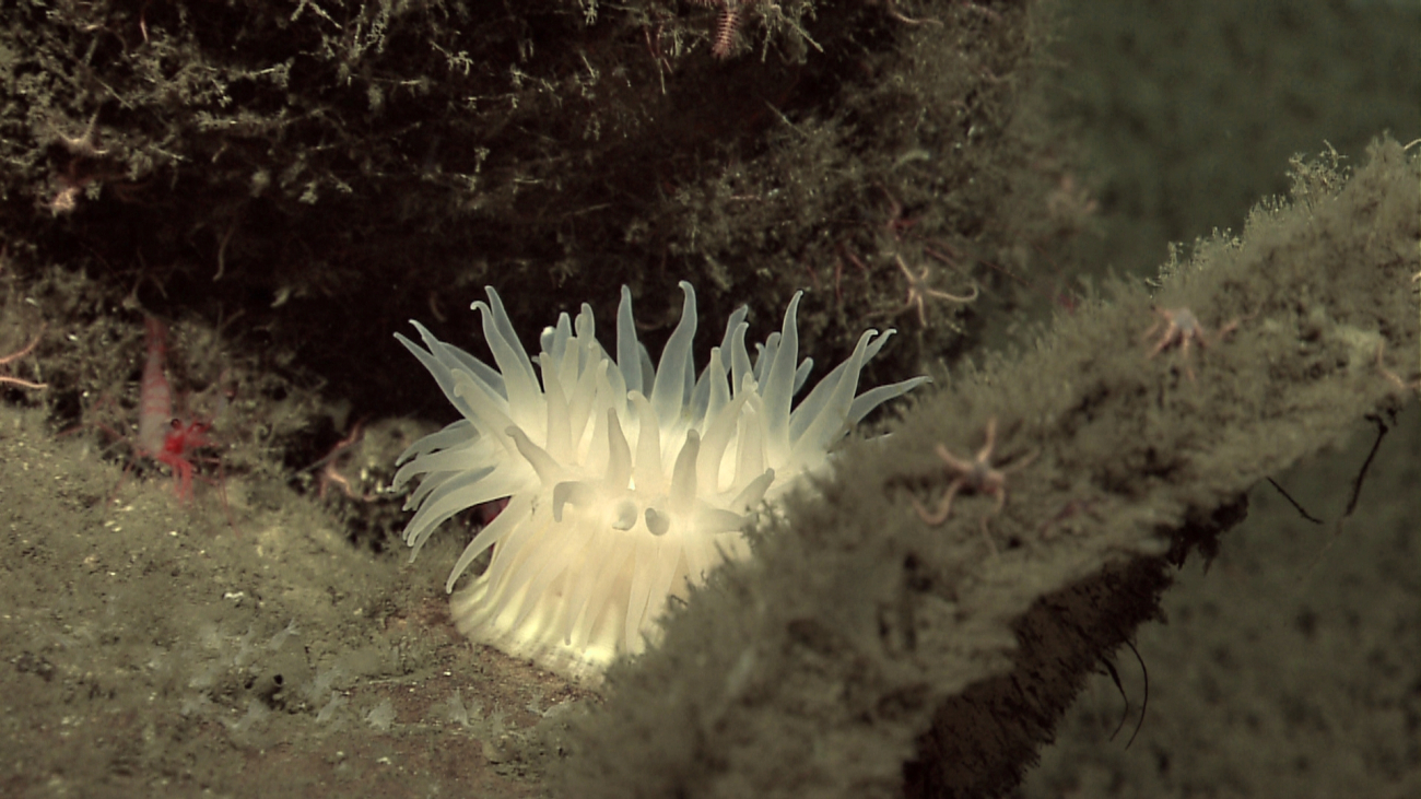 A large white anemone and numerous small brittle stars with a small red shrimpto the left
