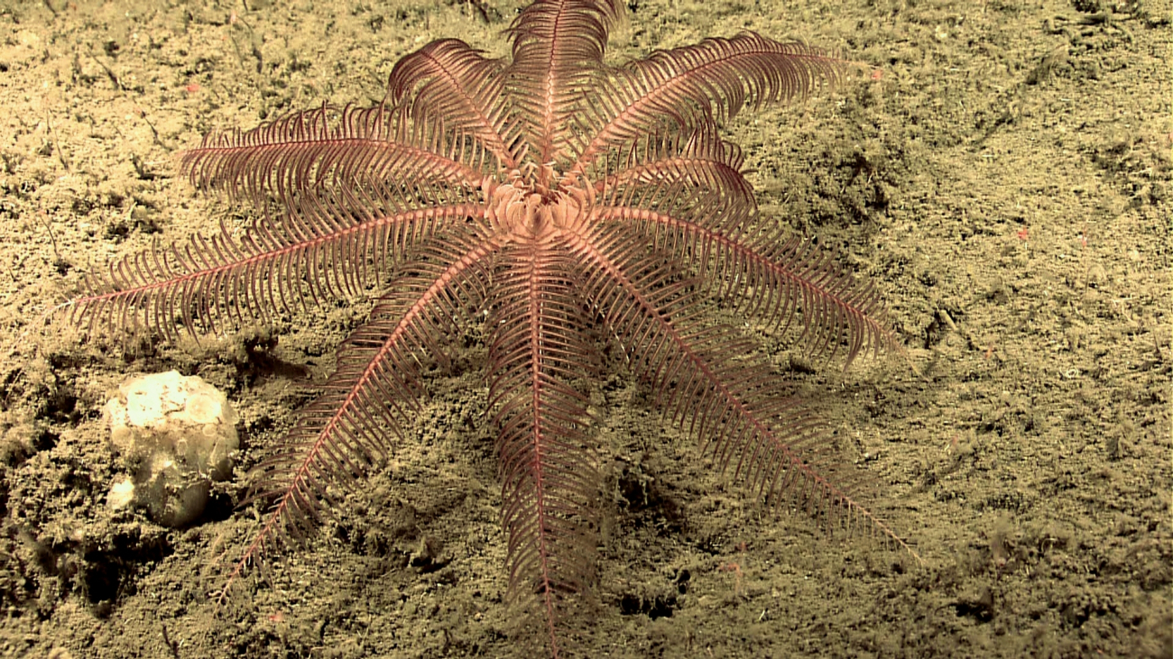 A feather star and a very odd white creature compose of semi-overlapping plates