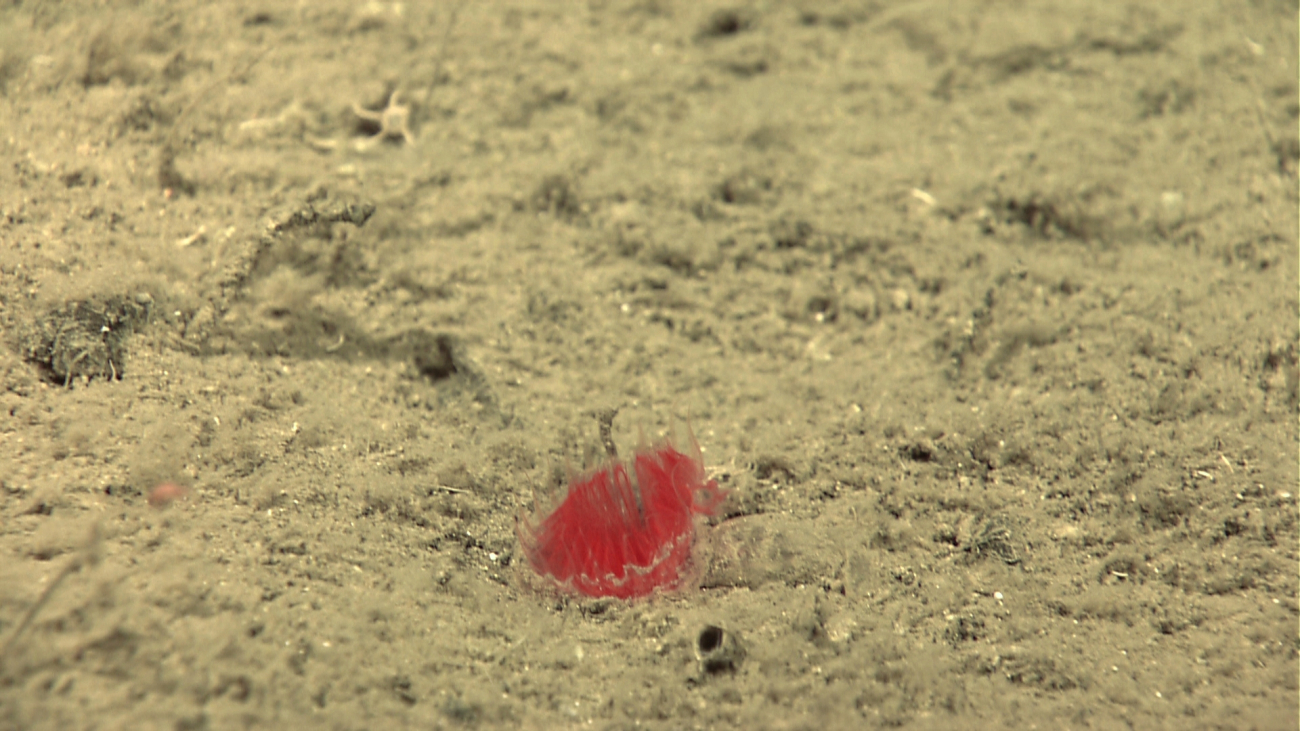 Small red burrowing anemone
