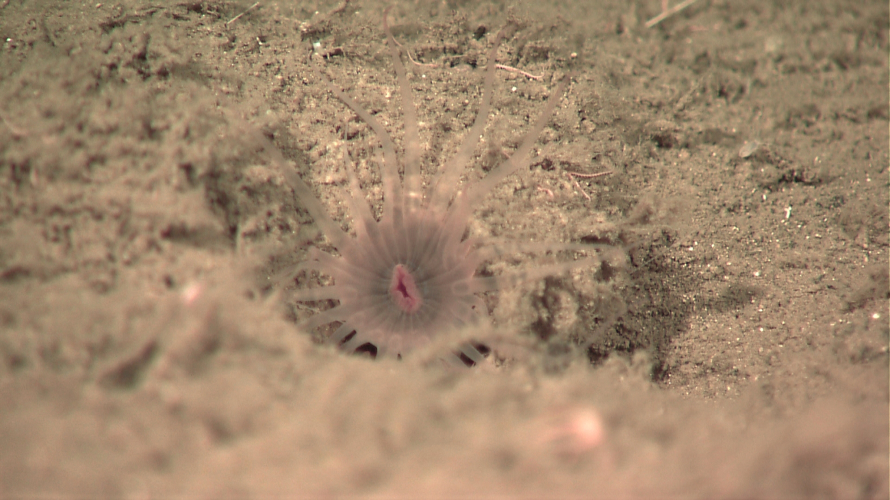 Small translucent burrowing anemone