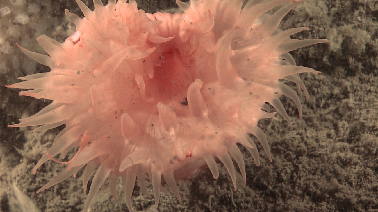 A peach and translucent colored anemone on a near vertical wall