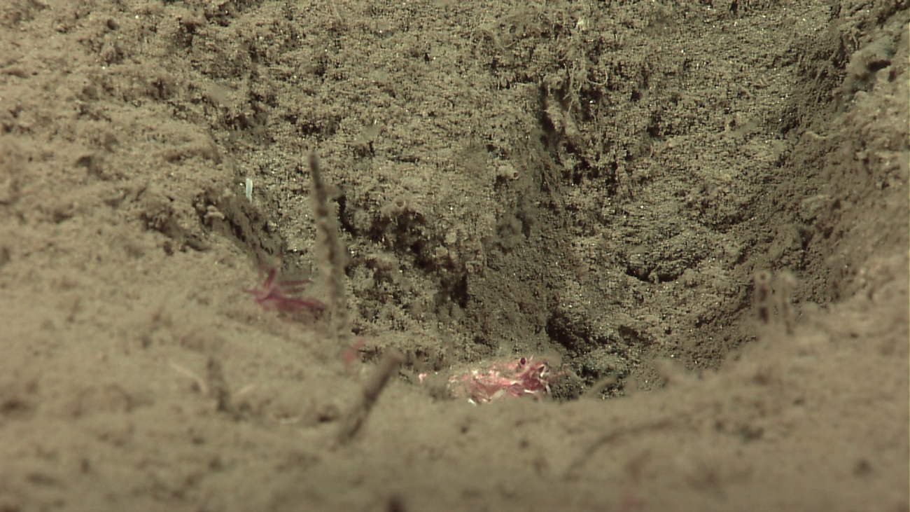 Crab or squat lobster peering up from depression in sea floor