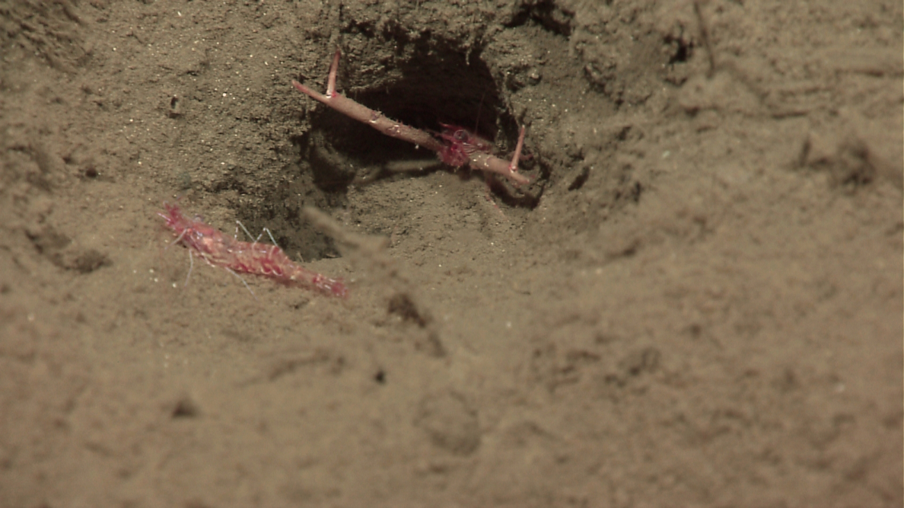 Shrimp with inhospitable squat lobster barring entrance to its burrow