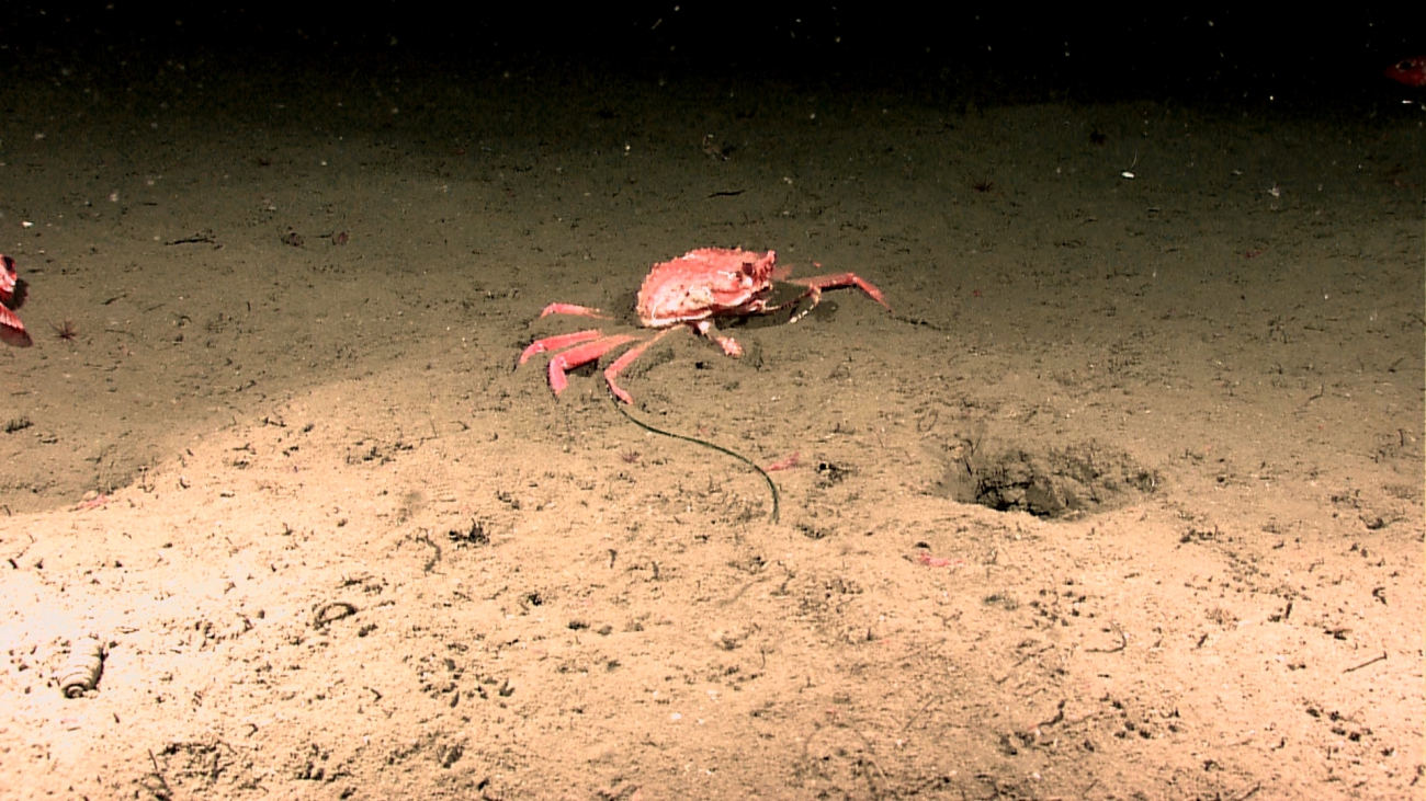 A large red crab on a sand and mud substrate