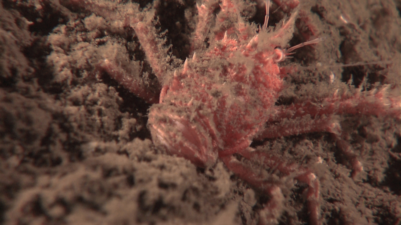 Closeup of squat lobster covered with sediment