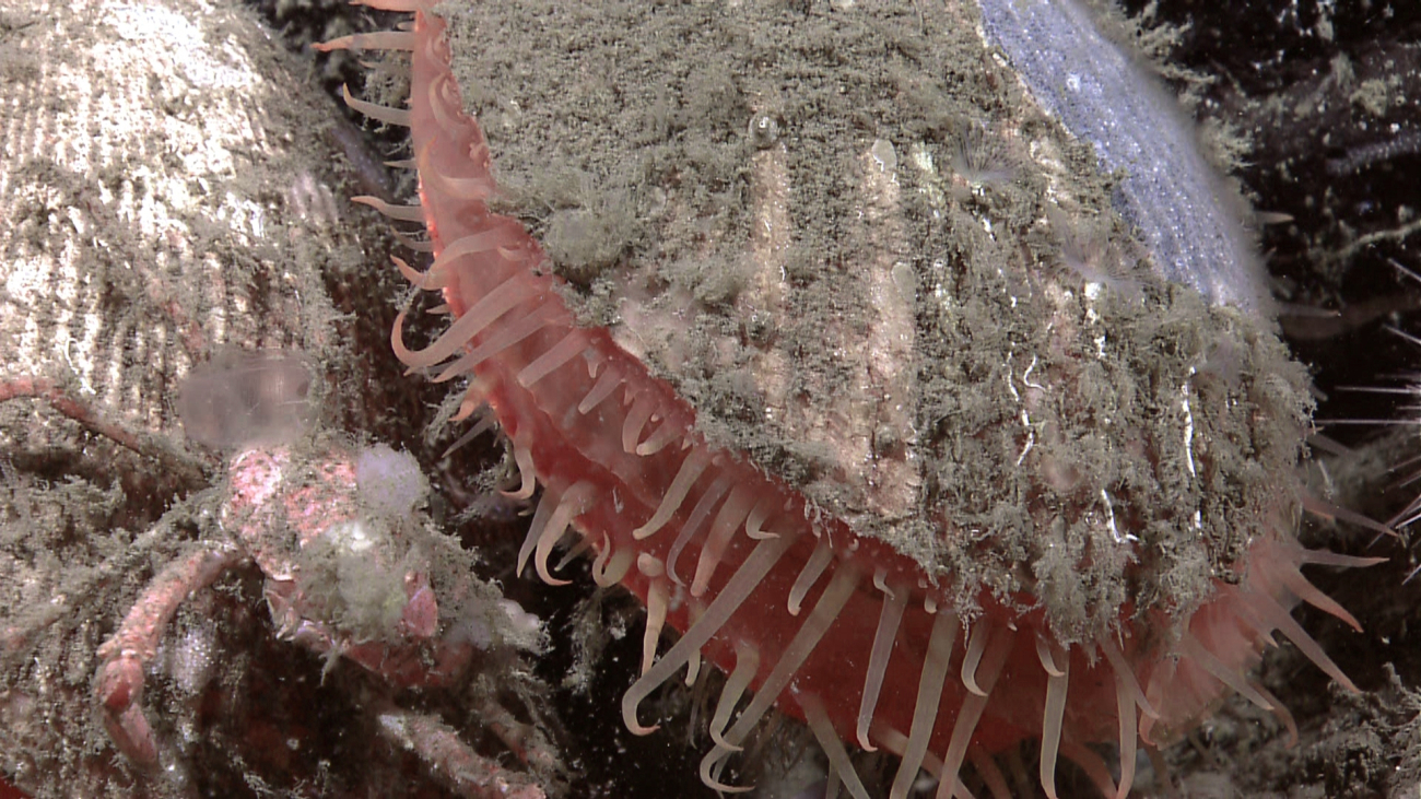 Closeup of a large scallop with a small galatheid crab on an adjacent scallop
