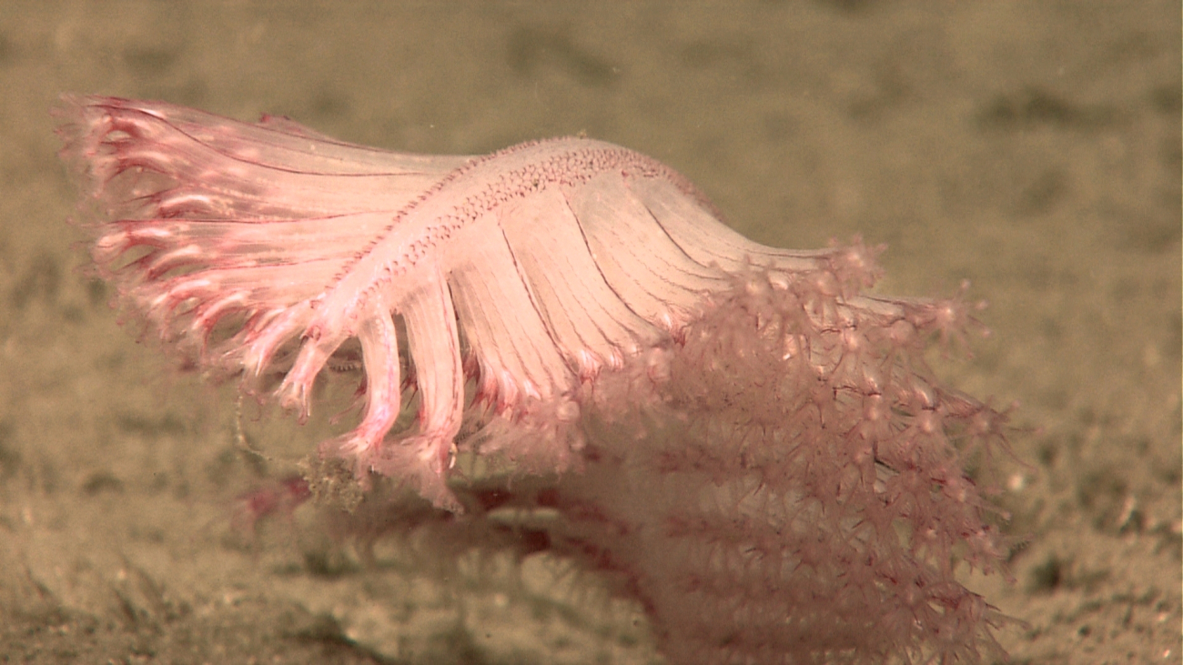 A small pinkish-orange to translucent sea pen (pennatulacean coral) showingflexibility and ability to bend with currents